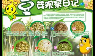 观察日记黄豆芽发芽记