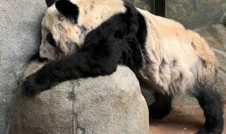 大熊猫乐乐遗体回国