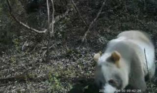 秦岭已发现11次棕色大熊猫