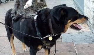 狗猫鼠主要内容概括