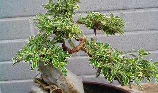 六月雪什么时候开花