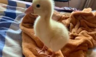 柯尔鸭为什么那么贵